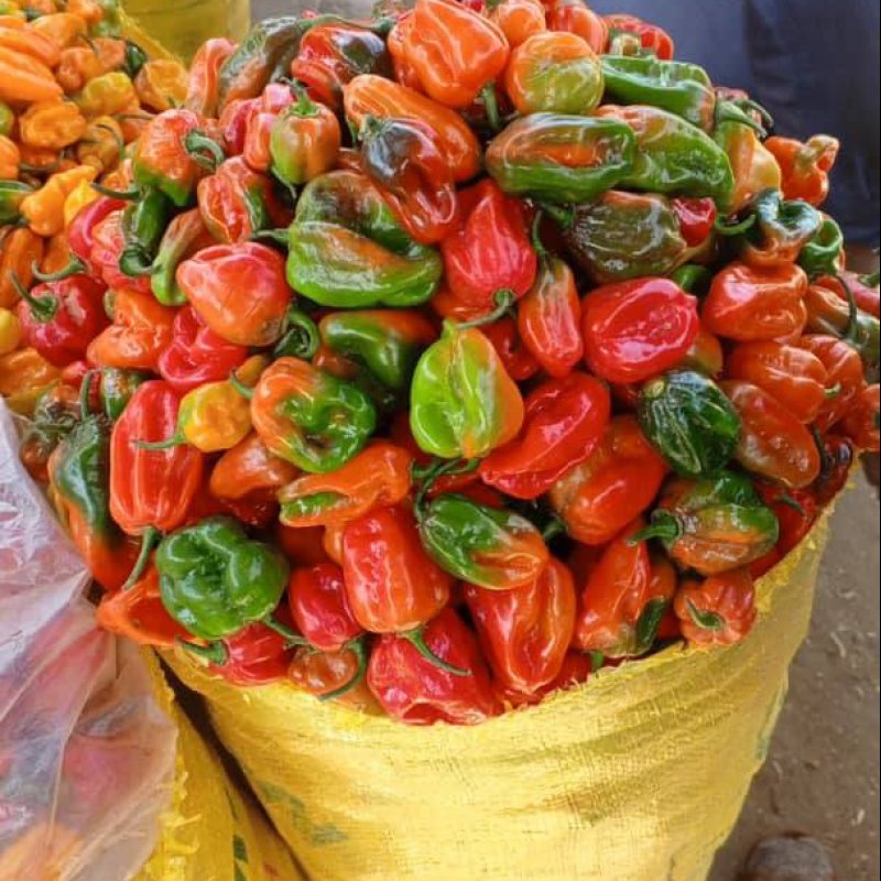 Red Fresh Pepper (Sample)